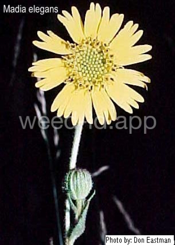 tarweed, showy